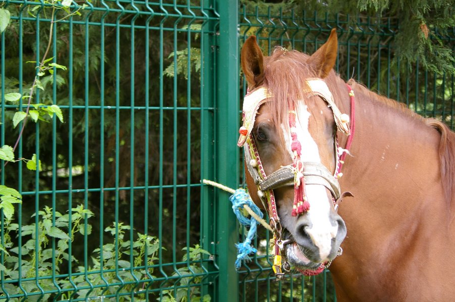 Les chevaux marocains: Les Chevaux Marocains 063